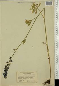 Delphinium schmalhausenii Albov, Caucasus, Black Sea Shore (from Novorossiysk to Adler) (K3) (Russia)