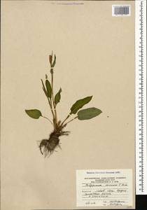 Bistorta carnea (K. Koch) Kom., Caucasus, South Ossetia (K4b) (South Ossetia)