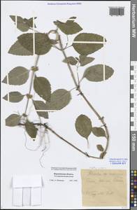 Mentha arvensis L., Eastern Europe, Central forest-and-steppe region (E6) (Russia)