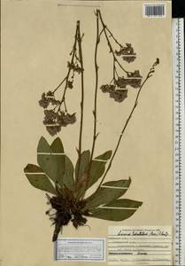 Limonium tomentellum (Boiss.) Kuntze, Eastern Europe, Central forest-and-steppe region (E6) (Russia)