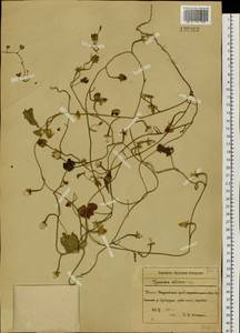 Merremia sibirica (L.) Hallier fil., Siberia, Russian Far East (S6) (Russia)