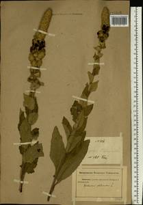 Verbascum phlomoides L., Eastern Europe, Rostov Oblast (E12a) (Russia)