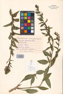 Oenothera × rubricaulis Kleb., Eastern Europe, Moscow region (E4a) (Russia)