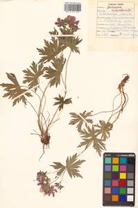 Geranium erianthum DC., Siberia, Russian Far East (S6) (Russia)