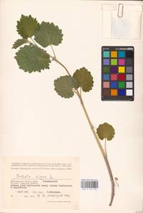 MHA 0 154 748, Ballota nigra L., Eastern Europe, Lower Volga region (E9) (Russia)