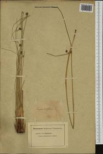 Scirpoides holoschoenus (L.) Soják, Western Europe (EUR) (Not classified)