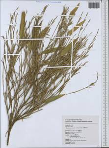 Gelidocalamus kunishii (Hayata) Keng f. & T.H.Wen, South Asia, South Asia (Asia outside ex-Soviet states and Mongolia) (ASIA) (Taiwan)