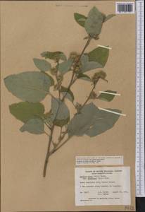 Arctium nemorosum Lej., America (AMER) (Canada)