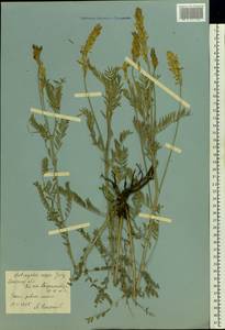 Astragalus asper Jacq., Eastern Europe, Rostov Oblast (E12a) (Russia)