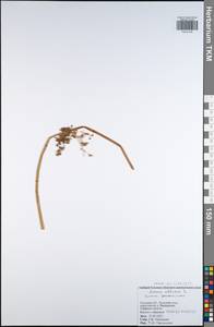 Juncus effusus L., Eastern Europe, Central region (E4) (Russia)