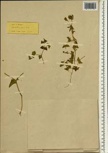 Euphorbia taurinensis All., South Asia, South Asia (Asia outside ex-Soviet states and Mongolia) (ASIA) (Turkey)