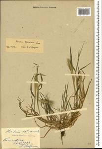 Hordeum murinum subsp. leporinum (Link) Arcang., Caucasus, Stavropol Krai, Karachay-Cherkessia & Kabardino-Balkaria (K1b) (Russia)