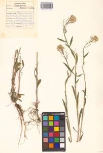 Erysimum boreale (C. A. Mey. ex Rupr.) Trautv., Siberia, Russian Far East (S6) (Russia)