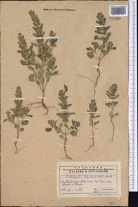 Lallemantia royleana (Benth.) Benth., Middle Asia, Western Tian Shan & Karatau (M3) (Kazakhstan)