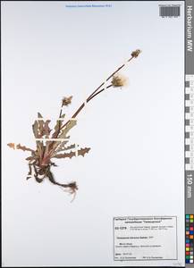 Taraxacum bicorne Dahlst., Siberia, Central Siberia (S3) (Russia)