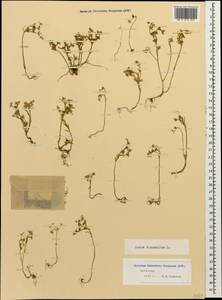 Sedum hispanicum L., Caucasus, Dagestan (K2) (Russia)