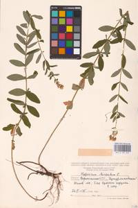 Hypericum hirsutum L., Eastern Europe, Central forest-and-steppe region (E6) (Russia)