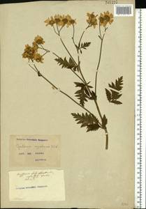 Tanacetum corymbosum subsp. corymbosum, Eastern Europe, North Ukrainian region (E11) (Ukraine)