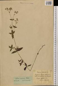 Galium amurense Pobed., Siberia, Russian Far East (S6) (Russia)