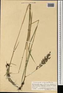 Calamagrostis purpurea (Trin.) Trin., Mongolia (MONG) (Mongolia)
