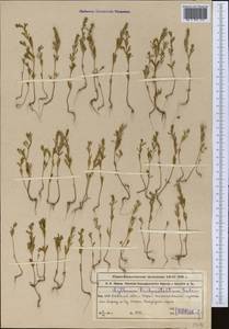 Lythrum tribracteatum Spreng., Middle Asia, Muyunkumy, Balkhash & Betpak-Dala (M9) (Kazakhstan)