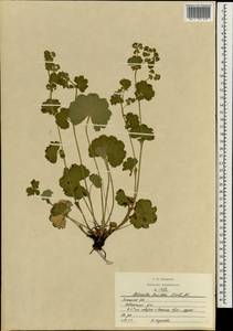 Alchemilla breviloba H. Lindb., Eastern Europe, Central forest-and-steppe region (E6) (Russia)