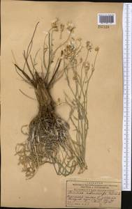 Jurinea adenocarpa Schrenk, Middle Asia, Muyunkumy, Balkhash & Betpak-Dala (M9) (Kazakhstan)