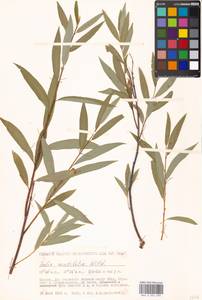 Salix acutifolia Willd., Eastern Europe, Moscow region (E4a) (Russia)