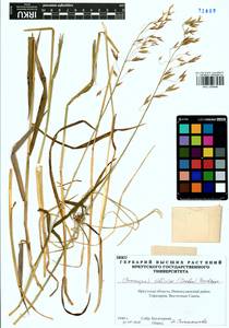 Bromus pumpellianus Scribn., Siberia, Baikal & Transbaikal region (S4) (Russia)