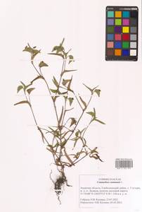 Commelina communis L., Siberia, Russian Far East (S6) (Russia)
