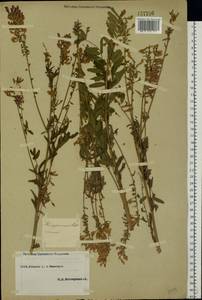 Hedysarum alpinum L., Eastern Europe, Eastern region (E10) (Russia)