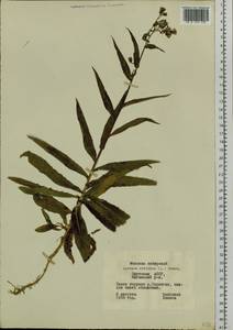 Lactuca sibirica (L.) Maxim., Siberia, Yakutia (S5) (Russia)