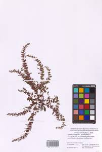 Rumex marschallianus Rchb., Eastern Europe, Eastern region (E10) (Russia)