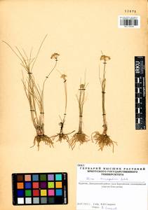 Allium anisopodium Ledeb., Siberia, Baikal & Transbaikal region (S4) (Russia)