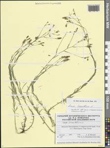 Linum tenuifolium L., Caucasus, Stavropol Krai, Karachay-Cherkessia & Kabardino-Balkaria (K1b) (Russia)