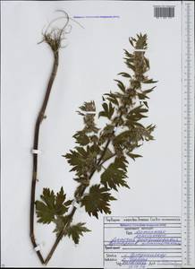 Leonurus quinquelobatus Gilib., Caucasus, North Ossetia, Ingushetia & Chechnya (K1c) (Russia)