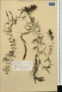 Ceratophyllum submersum L., Caucasus, Krasnodar Krai & Adygea (K1a) (Russia)