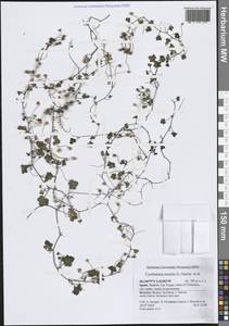 Cymbalaria muralis G.Gaertn., B.Mey. & Scherb., Western Europe (EUR) (Spain)