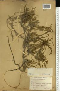 Halocnemum strobilaceum (Pall.) M. Bieb., Eastern Europe, South Ukrainian region (E12) (Ukraine)