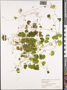 Cymbalaria muralis P. Gaertn., B. Mey. & Scherb., Eastern Europe, Moscow region (E4a) (Russia)