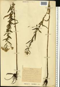 Achillea ptarmica subsp. ptarmica, Eastern Europe, Lower Volga region (E9) (Russia)