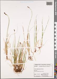 Carex adelostoma V.I.Krecz., Siberia, Central Siberia (S3) (Russia)