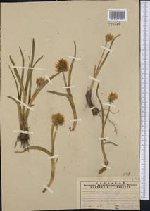 Allium semenovii Regel, Middle Asia, Northern & Central Tian Shan (M4) (Kazakhstan)