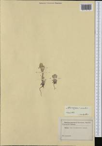 Bombycilaena erecta (L.) Smoljan., Western Europe (EUR) (France)