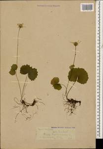 Dolichorrhiza renifolia (C. A. Mey.) Galushko, Caucasus, Krasnodar Krai & Adygea (K1a) (Russia)