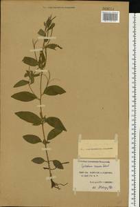 Epilobium roseum (Schreb.) Schreb., Eastern Europe, South Ukrainian region (E12) (Ukraine)