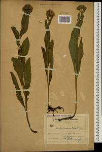 Pentanema auriculatum (Boiss. & Balansa) D. Gut. Larr., Santos-Vicente, Anderb., E. Rico & M. M. Mart. Ort., Caucasus, Armenia (K5) (Armenia)