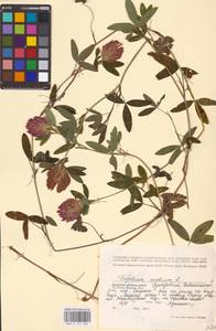 Trifolium medium L., Eastern Europe, Volga-Kama region (E7) (Russia)