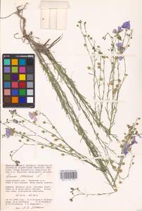 Linum perenne L., Eastern Europe, Lower Volga region (E9) (Russia)