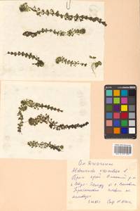 Aldrovanda vesiculosa L., Siberia, Russian Far East (S6) (Russia)